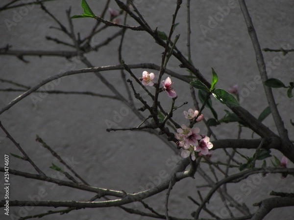 Fototapeta emerging cherry blossoms