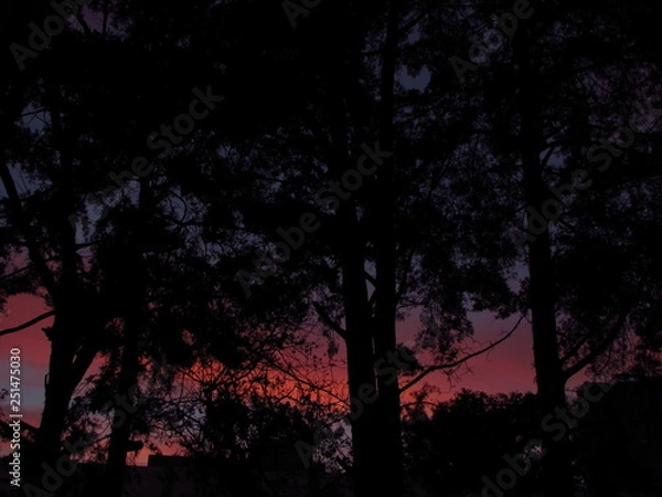 Fototapeta trees during dusk