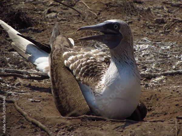 Fototapeta Booby bird nesting
