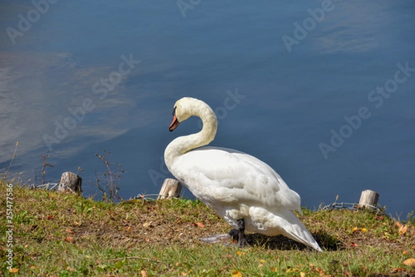 Obraz 水辺の白鳥