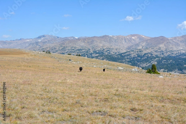 Fototapeta Cattle grazing in the Bighorn Mountain Range of Wyoming