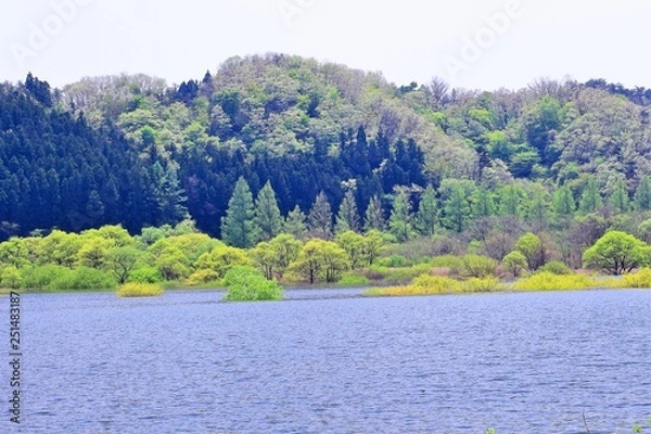 Fototapeta 新緑の湖