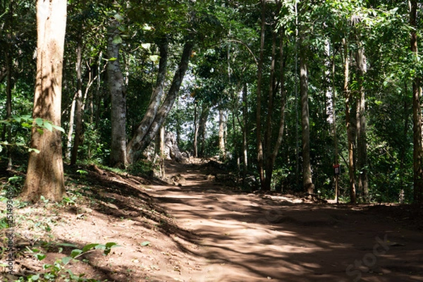 Obraz path in forest