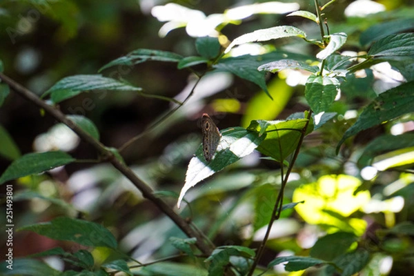 Obraz branch of a tree