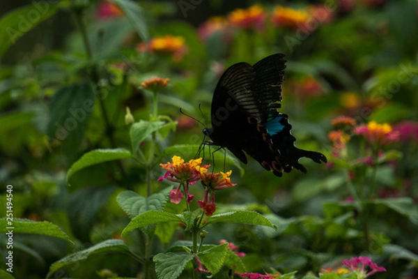 Obraz Butterfly on the flower