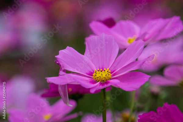 Obraz pink flower