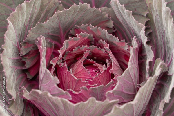 Obraz red cabbage