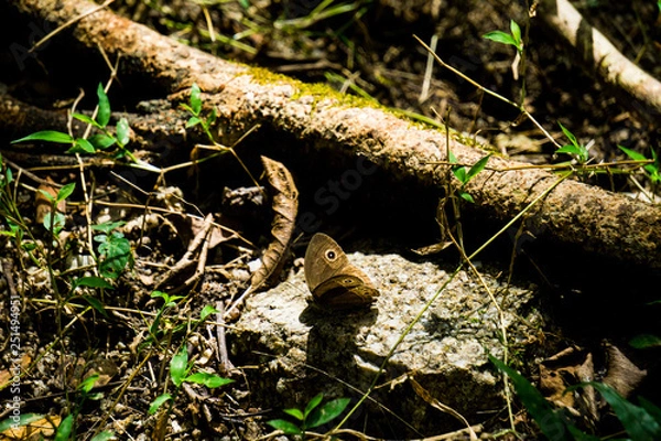 Obraz Butterfly in the forest