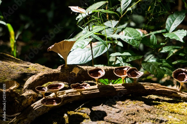 Obraz Mushroom on timber