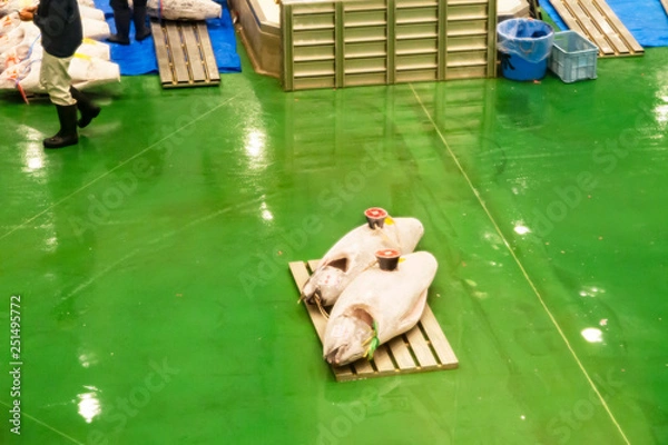 Obraz 豊洲市場　マグロ