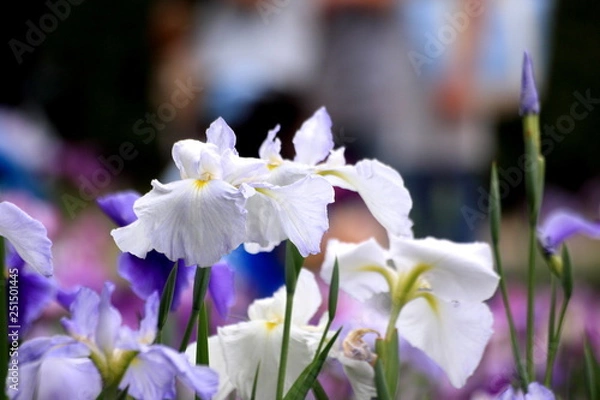 Fototapeta 日本の花