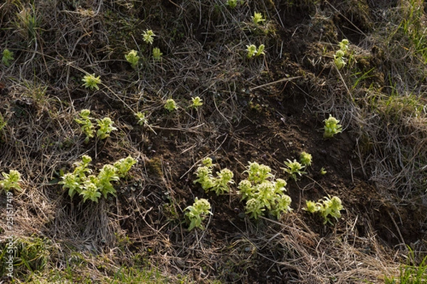 Fototapeta フキノトウ