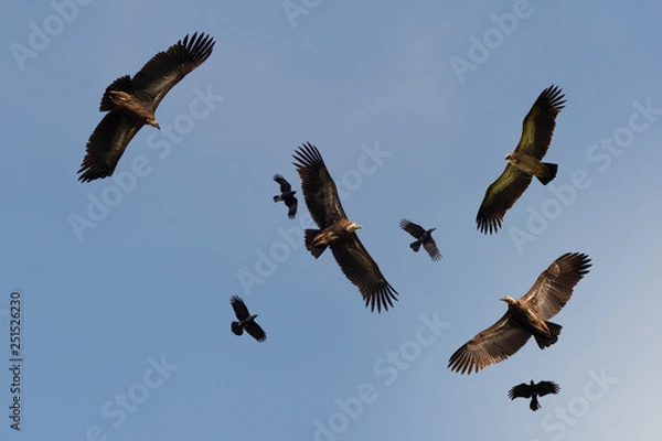 Fototapeta Four huge vulture in flight,low angle view..Flock of Himalayan griffon soaring  with fully wingspan while crows chasing in  blue sky  over klong kata dam phuket..
