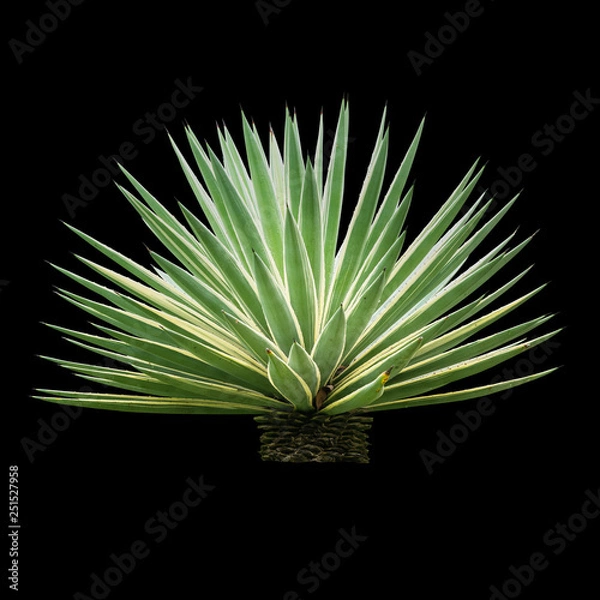 Obraz Agave plant isolated on white backgroumd. The succulent leaves of most Agave species have sharp marginal teeth are mostly monocarpic, though some species are polycarpic.