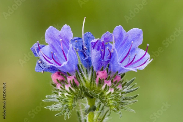 Obraz Natternkopf, Echium vulgare