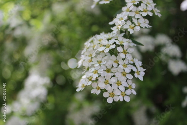 Obraz Flowering branch in spring