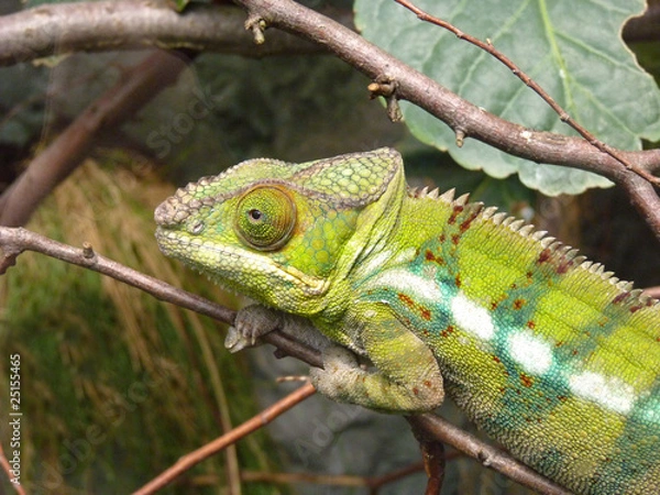 Fototapeta Chamäleon