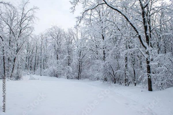 Fototapeta winter forest