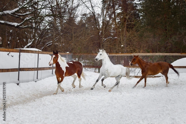 Fototapeta Domestic horses of different colors running in the snow paddock in winter