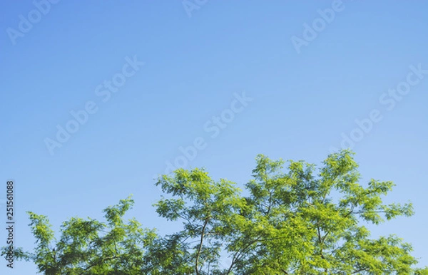 Fototapeta 木　葉　空　素材