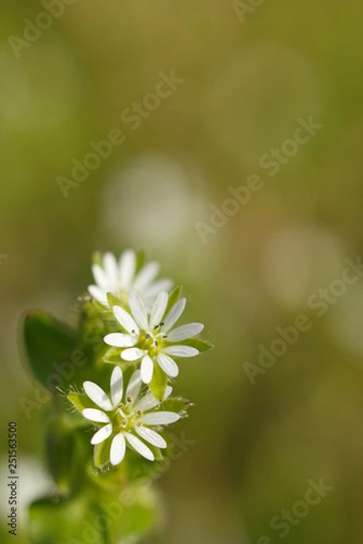 Obraz ハコベの花