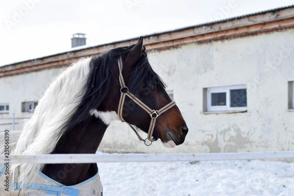 Obraz horse in stable