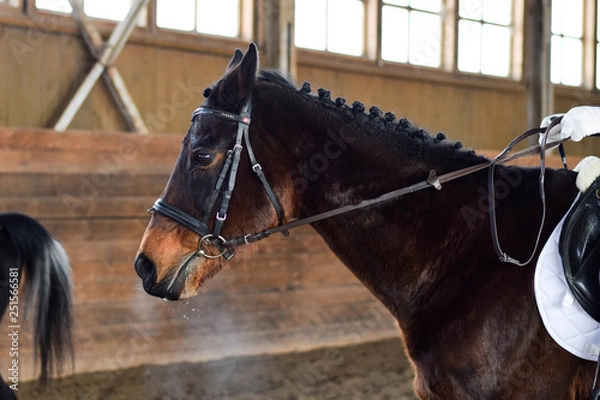 Fototapeta portrait of a horse