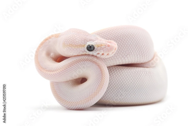 Fototapeta Snake Ball python isolated on white background