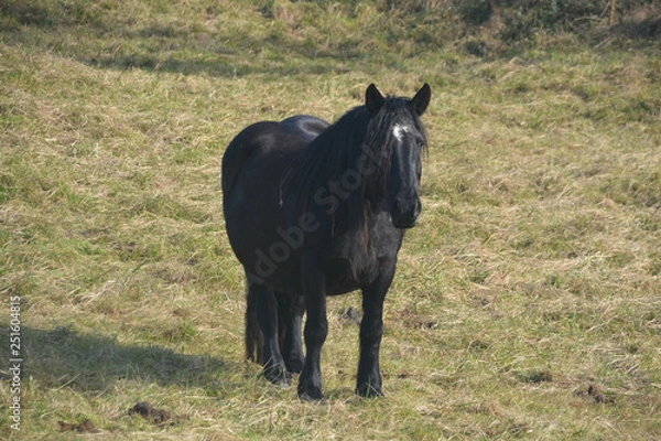 Fototapeta Caballos pastando en un prado verde