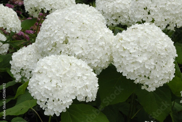 Obraz Weisse Hortensie
