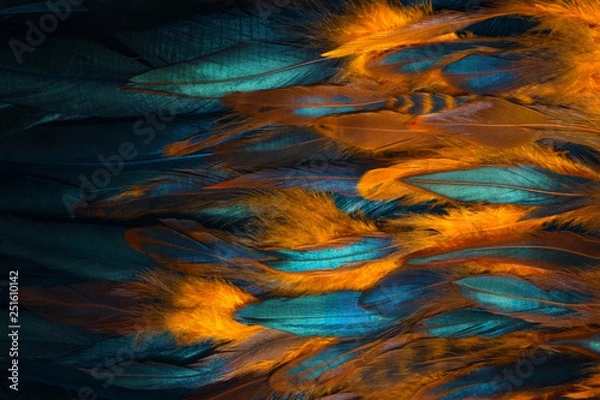Fototapeta Colorful close up photo of chicken feathers. Shimmer colors of wing. 