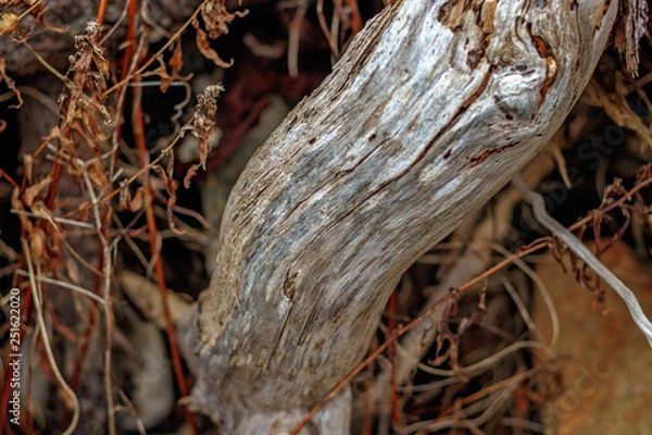 Fototapeta Earthy Tones