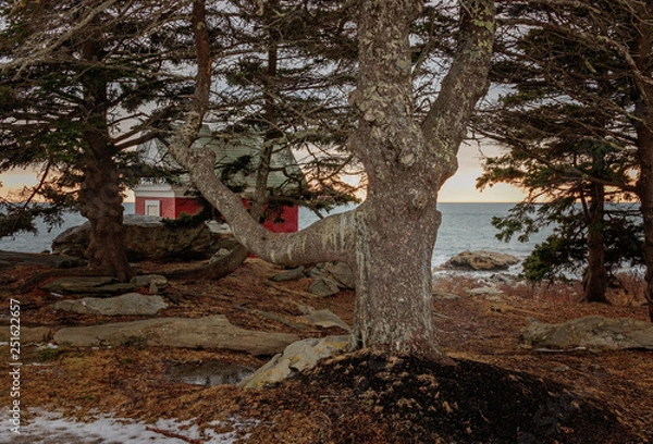 Fototapeta Trees red structure and ocean