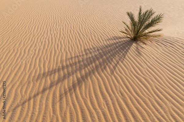 Fototapeta Small palm tree growing in the desert sand with a beautiful abstract background surrounding op ripples in the sand at sunrise