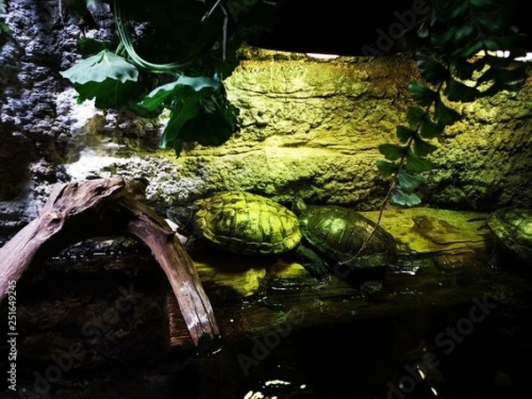 Obraz turtles underwater