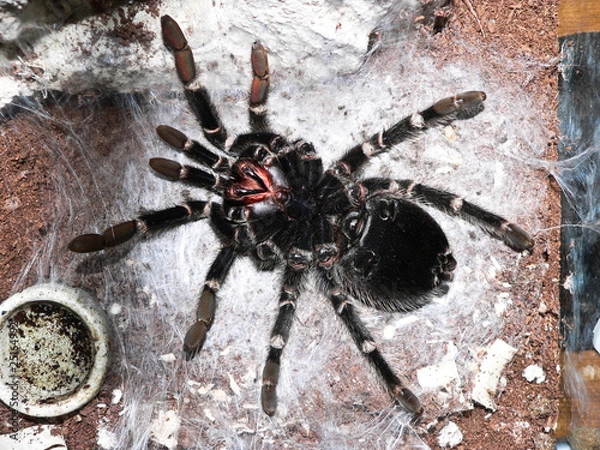 Obraz Spider on back