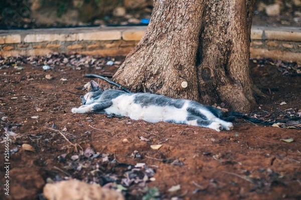 Obraz Street cats in Cyprus