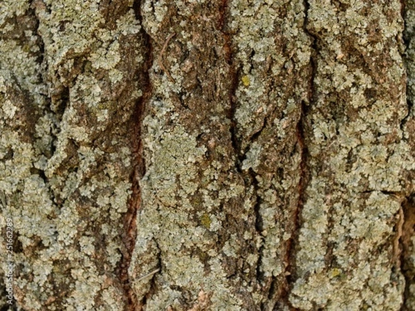 Fototapeta tree-bark texture