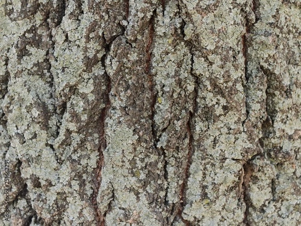 Fototapeta tree-bark texture