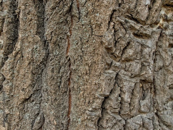 Fototapeta tree-bark texture