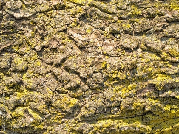 Fototapeta tree-bark texture