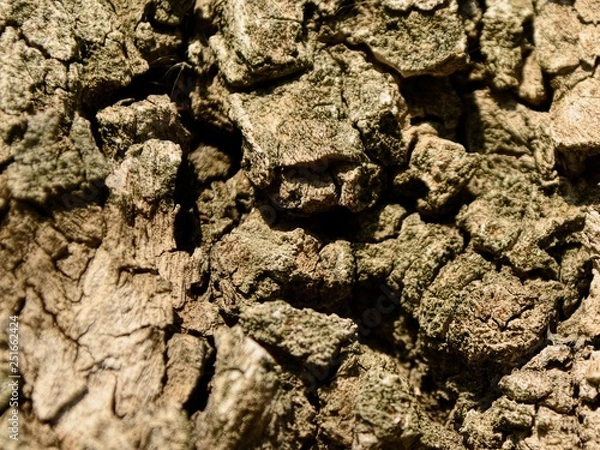 Fototapeta tree-bark texture