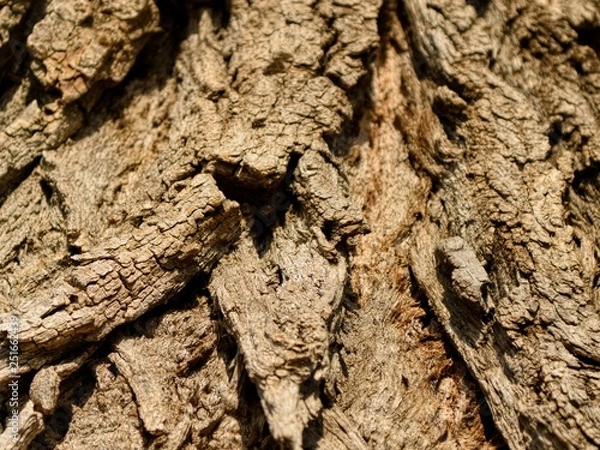 Fototapeta tree-bark texture