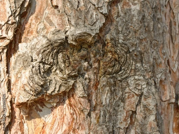 Fototapeta tree-bark texture