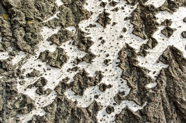 Fototapeta tree-bark texture