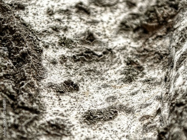 Fototapeta tree-bark texture