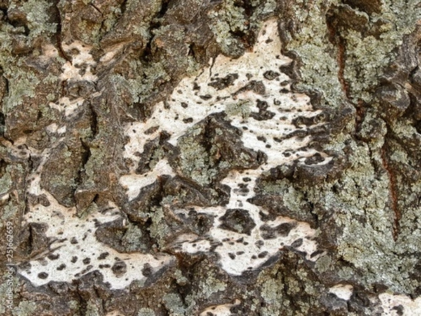 Fototapeta tree-bark texture