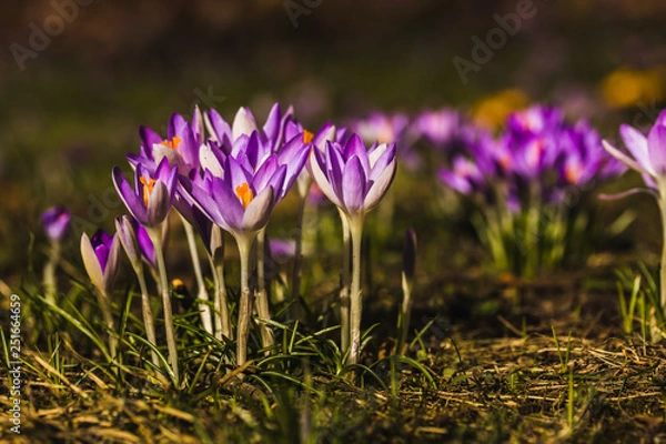 Fototapeta Several purple crocuses close-up on a blurred background.