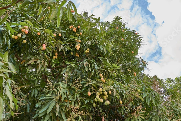 Fototapeta Ripe mangoes on tree. Bunch of fresh mangoes hanging from tree.