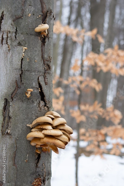 Fototapeta Mushroom on tree in Winter
